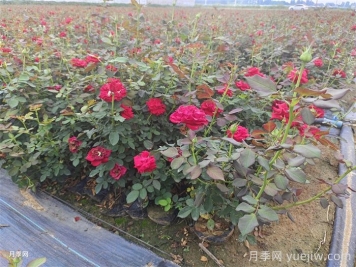 月季枯枝病怎么救活？月季光桿怎么恢復(fù)？