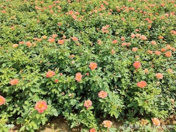 秋季月季花再開(kāi)爆，要做好夏季工作