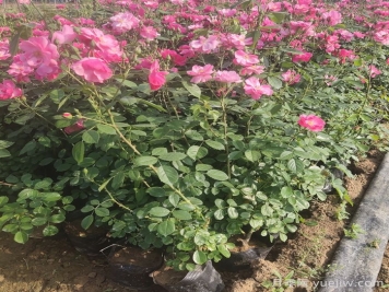 地栽月季在春秋季節(jié)能施復(fù)合肥嗎？