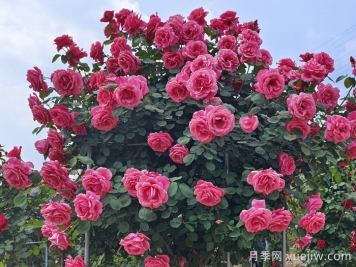 一棵樹(shù)狀月季四季美麗，月季樹(shù)的特點(diǎn)和養(yǎng)護(hù)