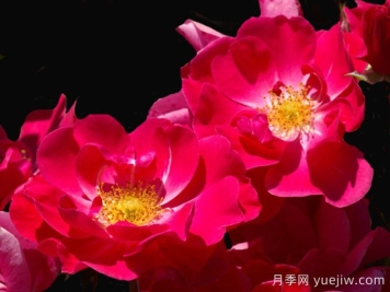 基韋斯特月季/櫻桃蓋
