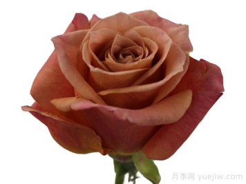 咖啡月季(荷蘭)