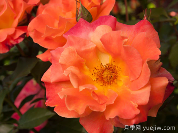 橘紅潮月季/橙色波浪(Heirloom)