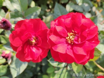 莫海姆月季/曼海姆宮殿月季