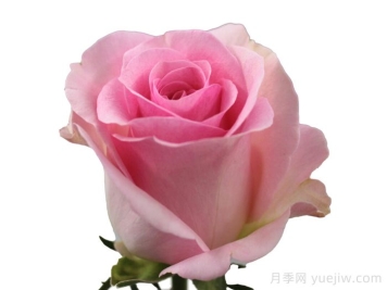 粉紅春天月季
