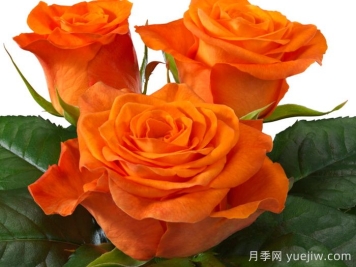 橘紅潮月季/橙色波浪(Interplant)