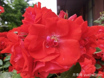 橘紅潮月季/橙色波浪(Kordes)