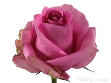 糖愛(ài)月季