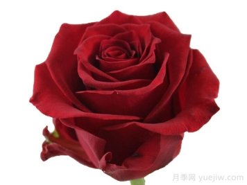 紅獅子月季