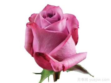 新奧爾良月季