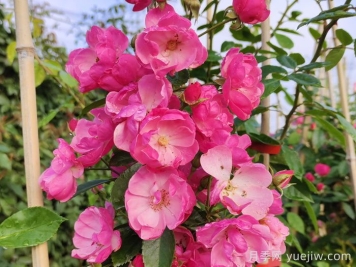 在陽(yáng)臺(tái)種植藤本月季需要考慮哪些因素？