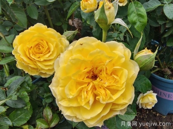 月季花的基本知識(shí)有哪些？