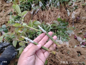 月季砧木與接穗培育怎么操作？