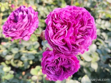 月季、玫瑰和薔薇到底有哪些不同？