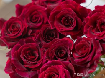 漿梅酒月季