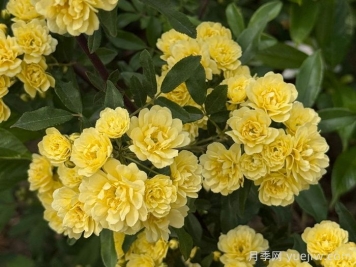 黃木香薔薇