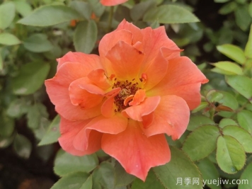 做足功課，迎接杭州人的高架月季專屬浪漫