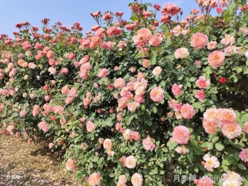 景觀植物設(shè)計(jì)的5大構(gòu)景要點(diǎn)