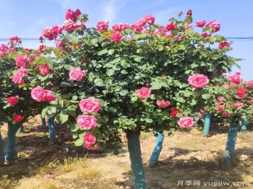春季栽植，怎樣才能避免月季樹假活？