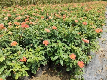 月季夏季施肥時(shí)間和方法