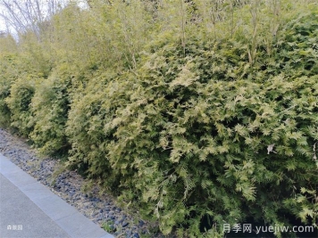 分享10種片植植物設(shè)計(jì)