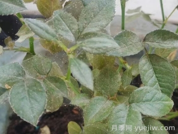 春季月季爆發(fā)紅蜘蛛了，該怎么辦？