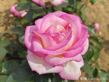 月季花的寓意和花語