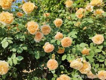 月季花的自然花期是什么時(shí)候？