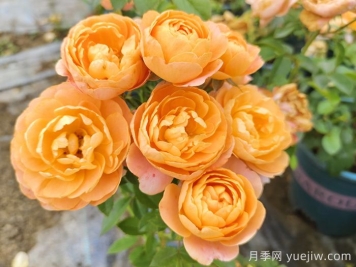 哪種月季花的品種比較好養(yǎng)？推薦4個(gè)網(wǎng)紅品種