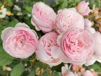 瑞典女王月季花的優(yōu)點和缺點是什么？