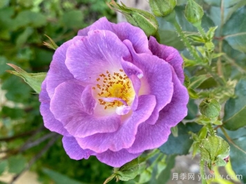 藍(lán)玫瑰代表什么意思？