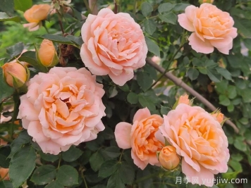 月季白粉病的防治方法及技術(shù)要點(diǎn)