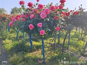 購(gòu)買5公分樹狀月季時(shí)，如何判斷其品質(zhì)的好壞？