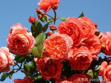 夏日花火月季的優(yōu)缺點？
