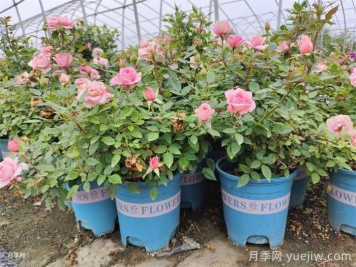 夏季月季花能不能暴曬?