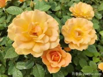 黃月季哪個品種最好養(yǎng)勤花？