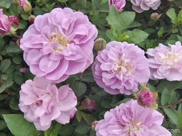 月季花種子幾月播種最好？