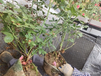 月季花盆栽的品種選擇和修剪要點(diǎn)
