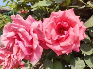 緋扇月季和粉扇月季哪個更受歡迎？