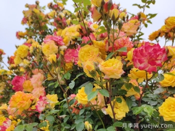 藤彩虹月季和微彩虹月季的區(qū)別？