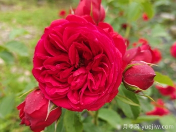 盆栽本是月季，花束卻叫玫瑰