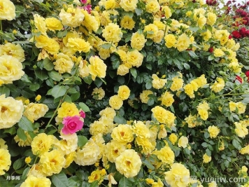 10種金黃色花卉藤本植物