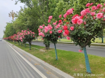 月季樹移栽別太深，該如何補救？