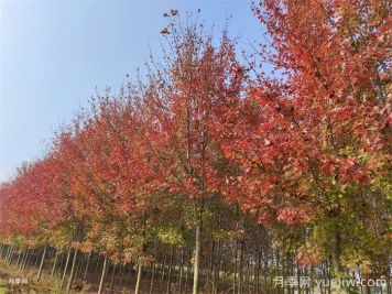 五角楓生長(zhǎng)環(huán)境、種植技術(shù)與管理方法