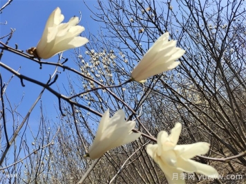 7種常見(jiàn)玉蘭花的分辨 7種常見(jiàn)玉蘭花的分辨