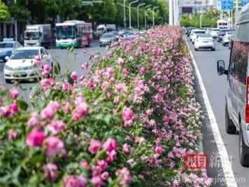 湖北武漢月季炸街，月季成道路顏值擔(dān)當(dāng)