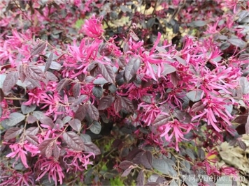 紅花繼木養(yǎng)護(hù)全攻略
