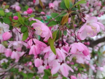 垂絲海棠和西府海棠有什么區(qū)別？