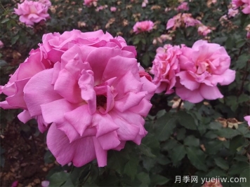 月季用藥指南，讓月季遠離病蟲害