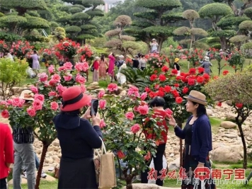 南寧南湖公園，2萬(wàn)株月季盛放的夢(mèng)幻花園